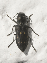 Melanophila consputa