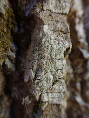 Lecanora carpinea