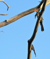 Lophoceros alboterminatus