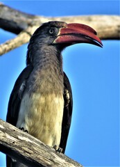 Lophoceros alboterminatus