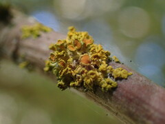 Polycauliona polycarpa