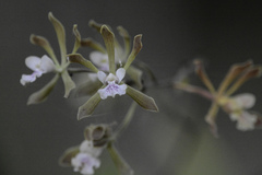 Encyclia guatemalensis