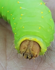 Antheraea polyphemus