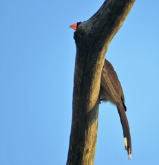Lophoceros alboterminatus