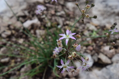 Allium kunthii