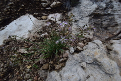 Allium kunthii