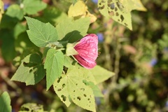 Abutilon hybridum