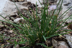 Allium kunthii