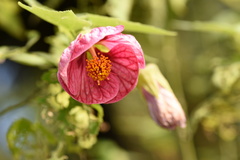 Abutilon hybridum
