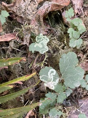 Phytomyza tiarellae