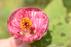 Abutilon hybridum
