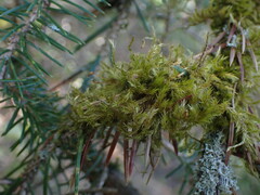 Homalothecium fulgescens