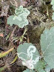 Phytomyza tiarellae