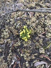 Hibbertia exutiacies