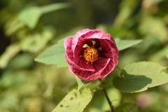 Abutilon hybridum