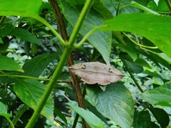 Hypopyra vespertilio