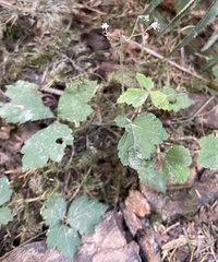 Phytomyza tiarellae
