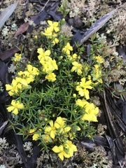 Hibbertia exutiacies