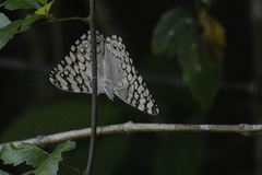 Hamadryas