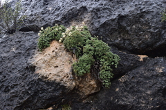 Petrophytum caespitosum