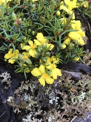 Hibbertia exutiacies