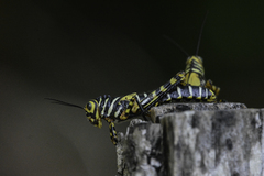 Tropidacris cristata