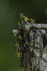 Tropidacris cristata