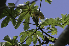 Cecropia