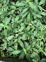 Strobilanthes formosana