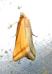 Microtheoris vibicalis