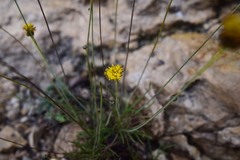 Thelesperma longipes