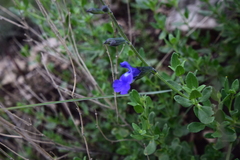 Salvia lycioides