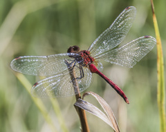Sympetrum rubicundulum