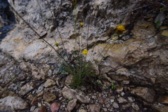 Thelesperma longipes