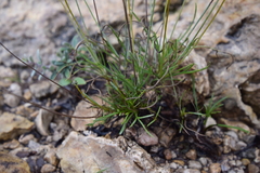 Thelesperma longipes