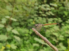 Lathrecista asiatica