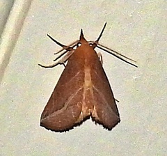 Phyprosopus callitrichoides