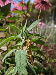 Mantis religiosa