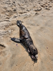 Arctocephalus australis