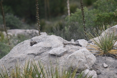 Salpinctes obsoletus