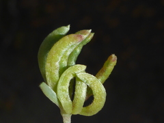 Dasineura lupinorum