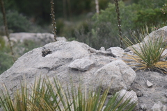 Salpinctes obsoletus