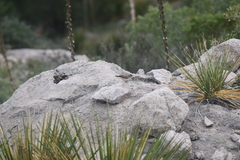 Salpinctes obsoletus