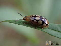 Phola octodecimguttata