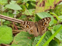 Junonia lemonias