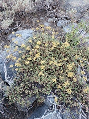 Eriogonum