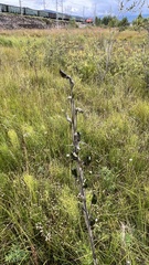 Delphinium crassifolium