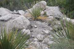 Salpinctes obsoletus