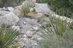 Salpinctes obsoletus