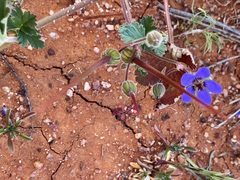 Erodium carolinianum